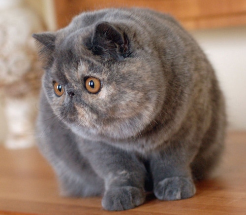 Exotic Shorthair tranquille